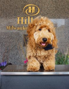Millie at the Hilton Milwaukee City Center
